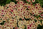 Phlox Luxe Cherry Caramel