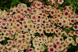 Phlox Luxe Cherry Caramel