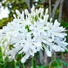 Agapanthus Getty White