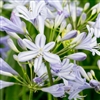 Agapanthus Peter Pan