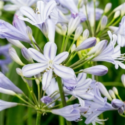 Agapanthus Peter Pan