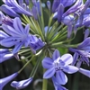 Agapanthus Queen Anne