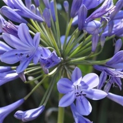 Agapanthus Queen Anne