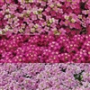 Alyssum Pixie Sugar Plum (Oas)