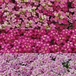 Alyssum Pixie Sugar Plum (Oas)