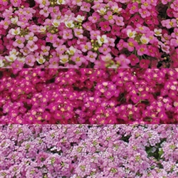 Alyssum Pixie Sugar Plum (Oas)