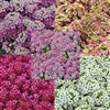 Alyssum Russian Mix