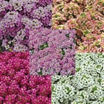 Alyssum Russian Mix