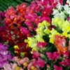 Antirrhinum Charmed Mixed UN