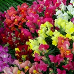 Antirrhinum Charmed Mixed UN