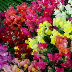 Antirrhinum Charmed Mixed UN