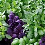 Basil Combo Mix (Bpa 2006)