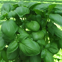 Basil Marian