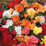 Begonia Tub Illumin. Mix Pelle