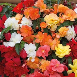 Begonia Tub Illumin. Mix Pelle