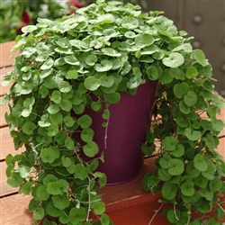 Dichondra Emerald Falls Pellet