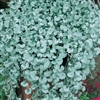 Dichondra Silver Falls