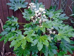 Fatsia japonica