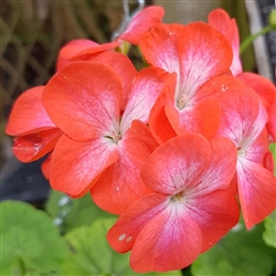 Geranium Divas Red Picotee