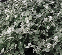 Helichrysum Silver Mist