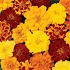 Marigold Durango Mix Detailed_disc