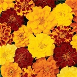 Marigold Durango Mix Detailed_disc