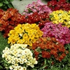 Nemesia Sundrops Mix