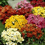 Nemesia Sundrops Mix