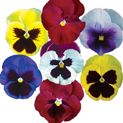 Pansy Moonface (Bpa)