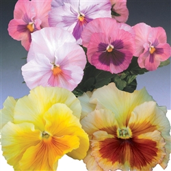 Pansy Turkish Delight