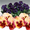 Pansy Wild Silk