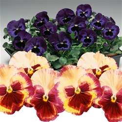 Pansy Wild Silk