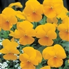 Pansy Nature Yellow