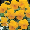 Pansy Nature Yellow_disc