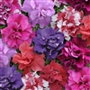 Petunia Duo Mix