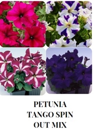 Petunia Tango Spinout Mix