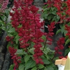 Salvia Reddy Plum