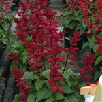 Salvia Reddy Plum