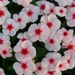 Vinca Pacifica Apricot