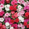 Vinca Pacifica Mix