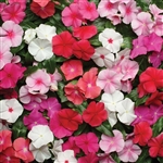 Vinca Pacifica Mix