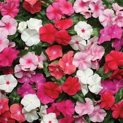 Vinca Pacifica Mix