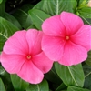 Vinca Pacifica Punch