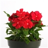 Vinca Pacifica Really Red