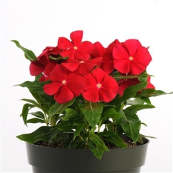 Vinca Pacifica Really Red