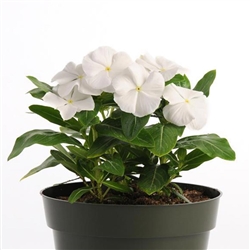 Vinca Pacifica White