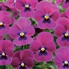 Viola Gem Rose Blotch