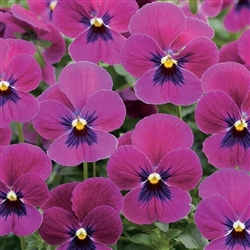 Viola Gem Rose Blotch