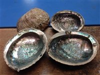 Abalone Shell 4" - 5"