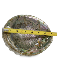 Jumbo Size Abalone Shell ~ 7" inches and deep (JUMBO) - Single